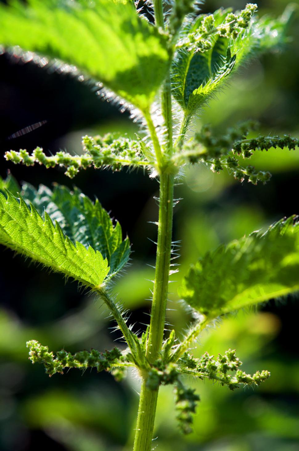 Pŕhľava dvojdomá (Urtica dioica)
