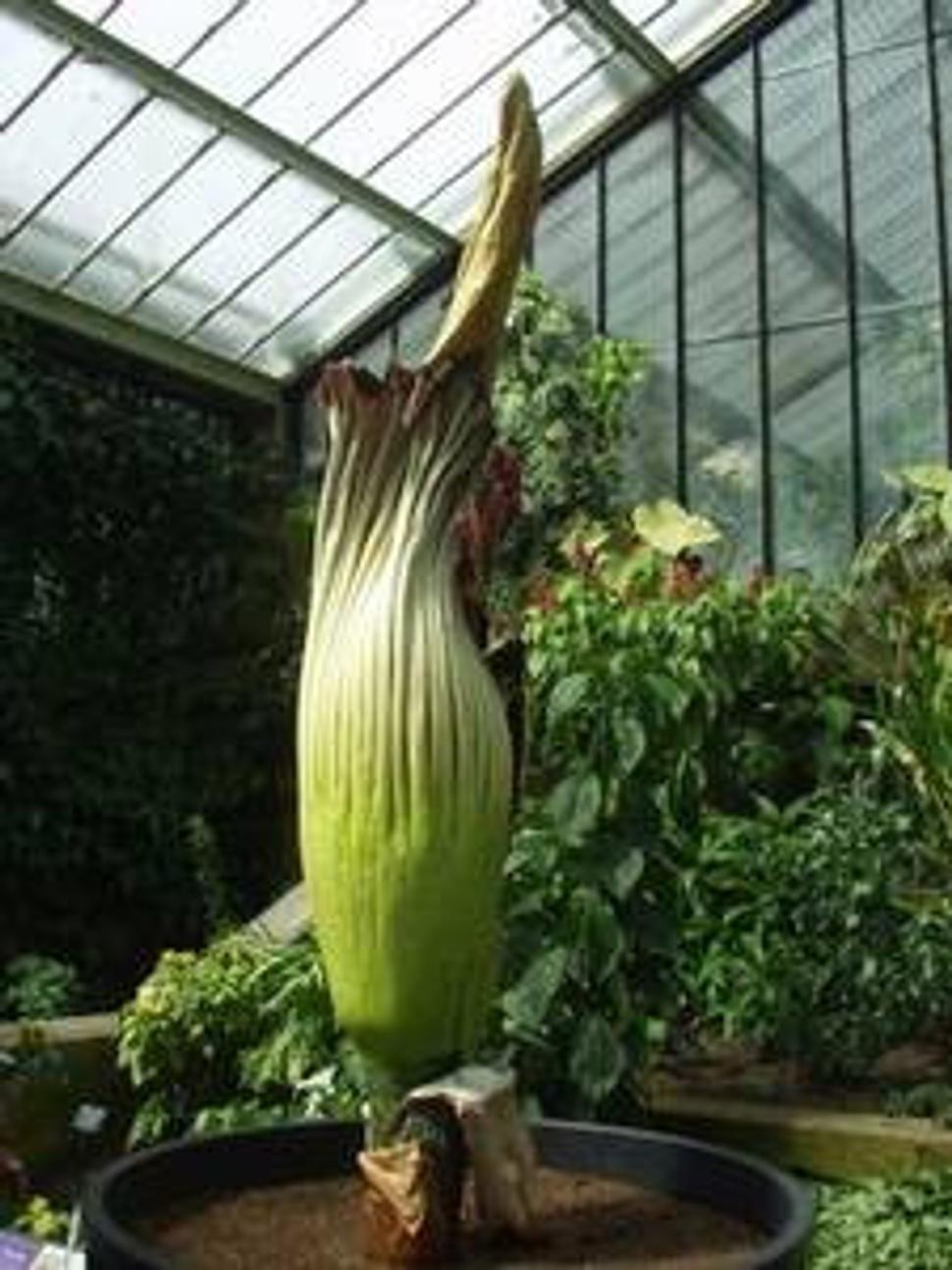Titan arum