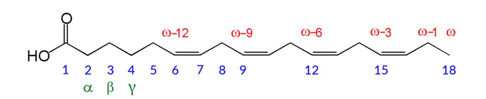 Obr. 2: Číslovanie umiestnenia dvojitej väzby mastnej kyseliny od jej ω konca (červeno).
Zdroj: https://www.wikiwand.com/en/Fatty_acid