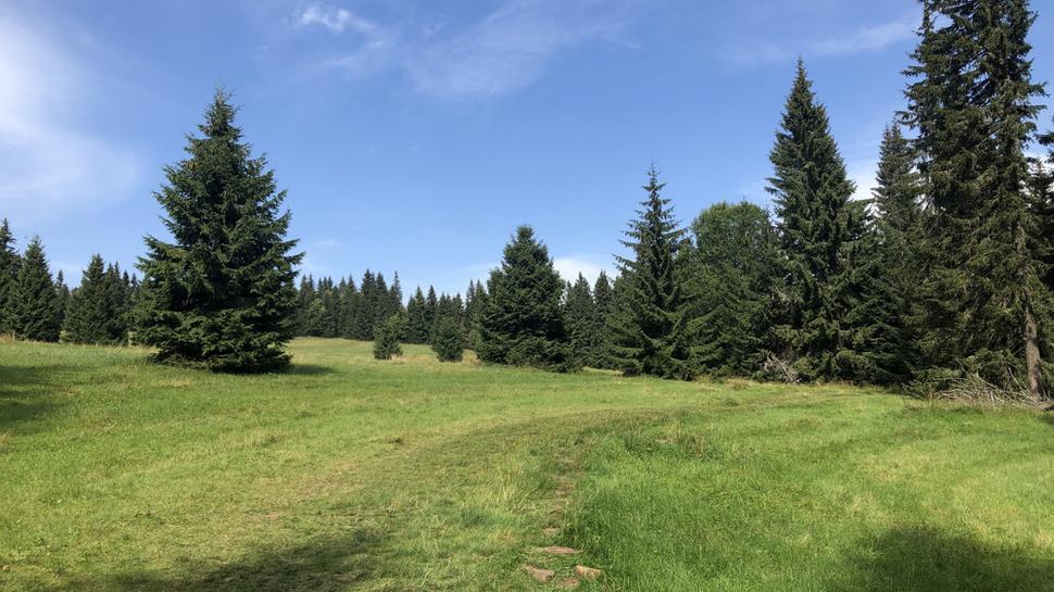 Lúka nad rašeliniskom
