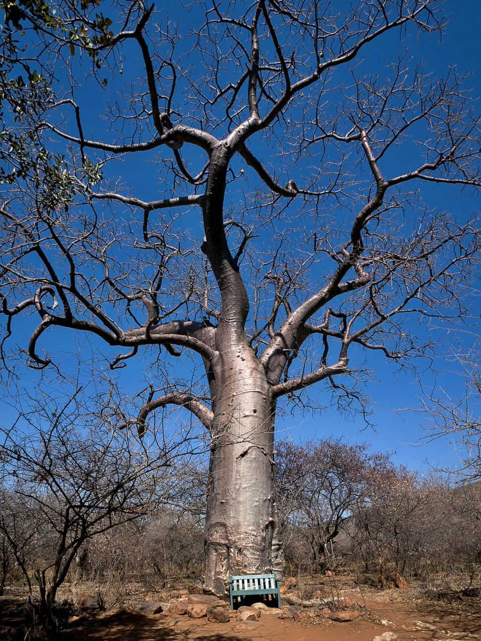 Vstup dp rokliny označuje mohutný baobab