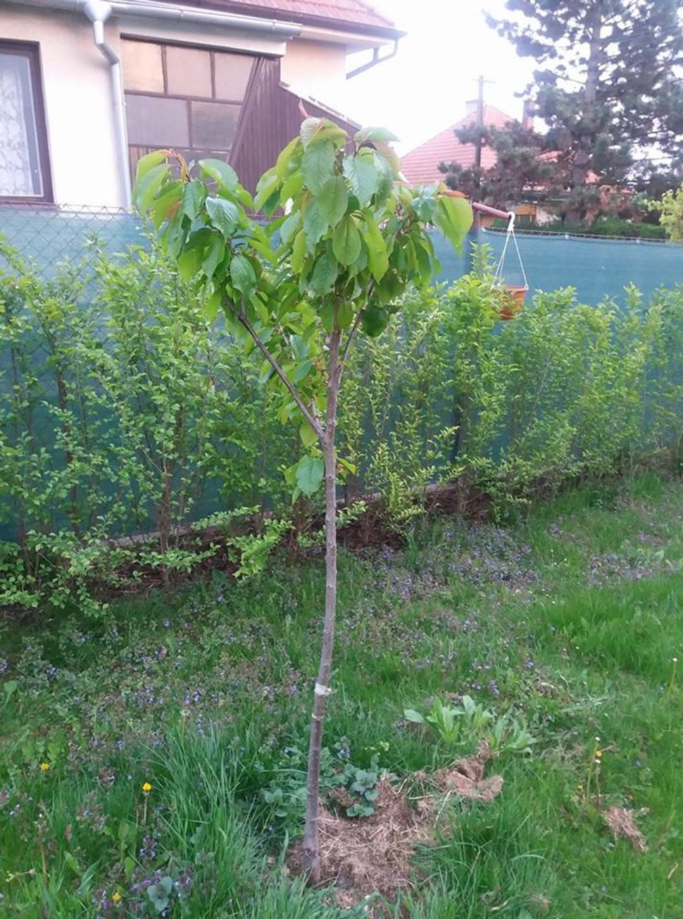 prunus cerasus duracina 