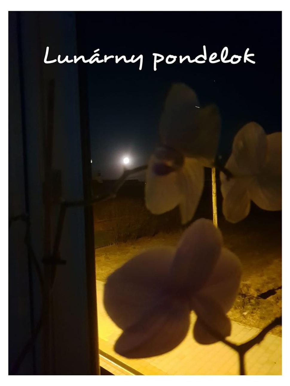 Marcový spln a pohľad kvetu na Lunu z okna.
