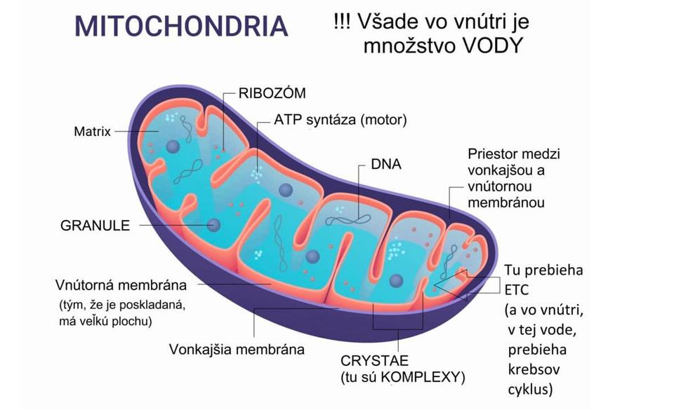 Obr. 5: Znázornenie prierezu mitochondrie. Zdroj:
https://www.fitroom.sk/blog/spoznaj-a-posilni-svoj-mozog-cast-1