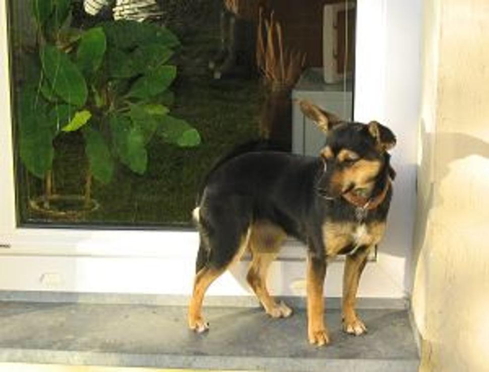 Dog's Life