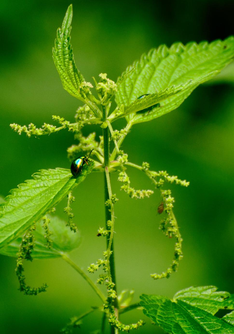 Pŕhľava dvojdomá (Urtica dioica)