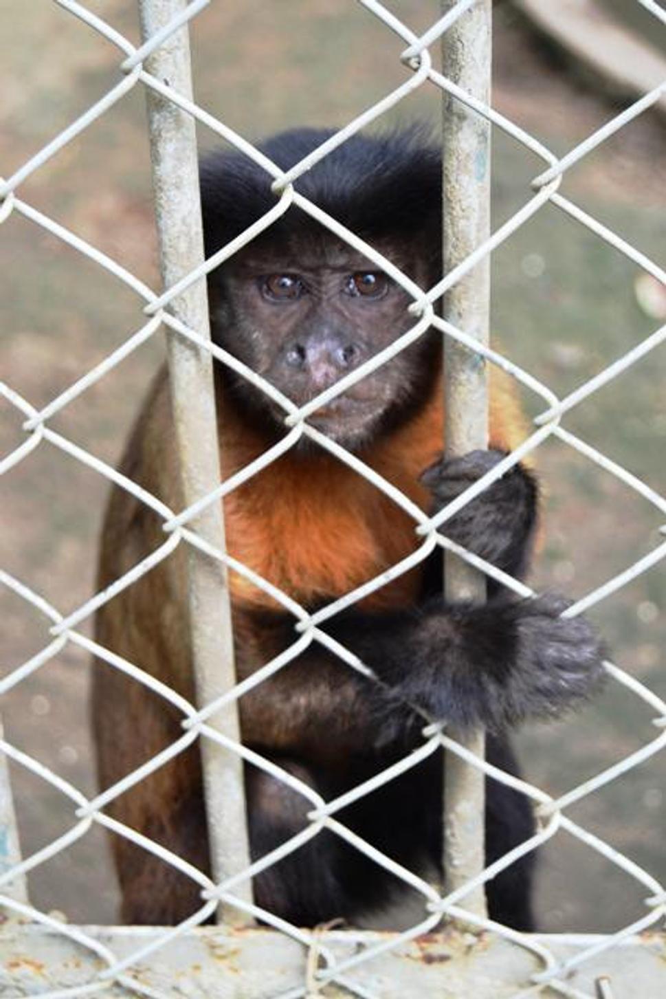 Pustite ma von...Zoo má aj svoje obete a to priamo v najväčšom pralese na svete..