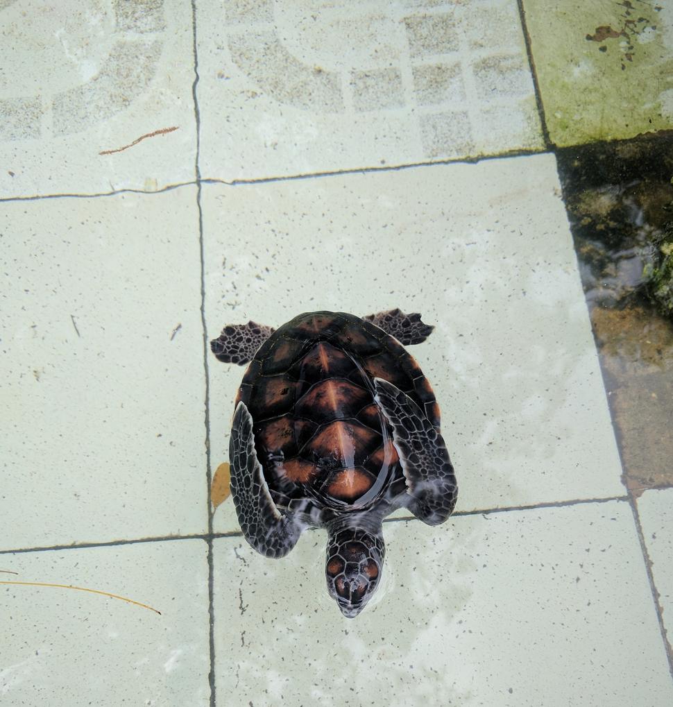 Malá korytnačka v Zanzibar Turtle Aquarium