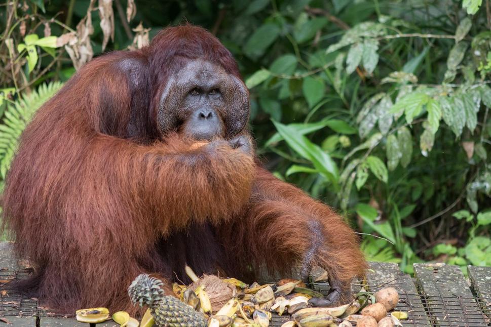 Samček orangutána v Semenggoh Wildlife Center