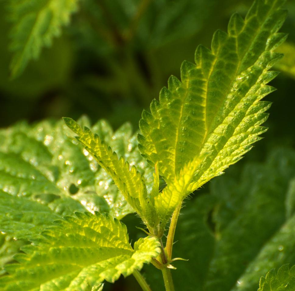 Pŕhľava dvojdomá (Urtica dioica)