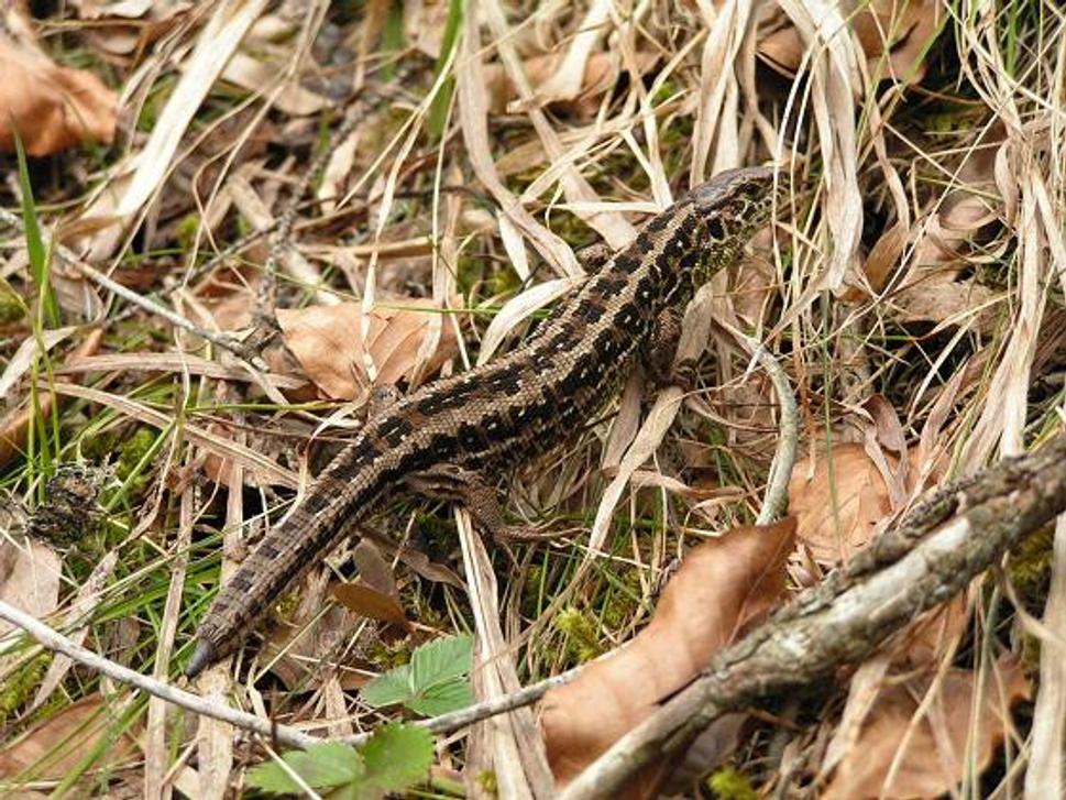 Jašterica