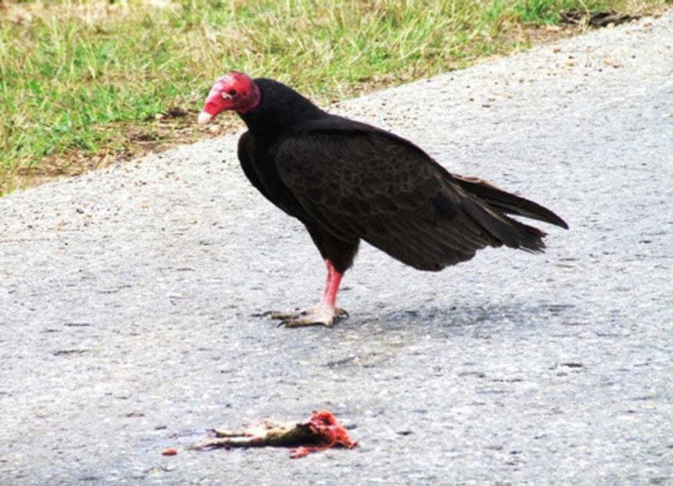 Obrázok blogu