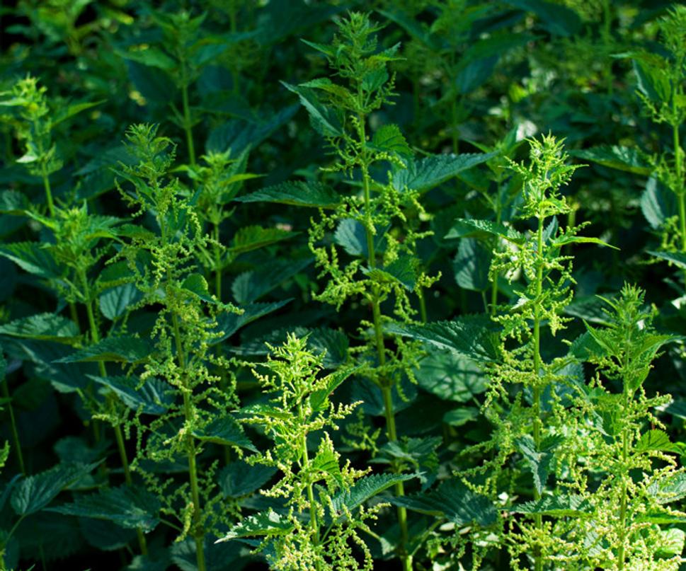 Pŕhľava dvojdomá (Urtica dioica)