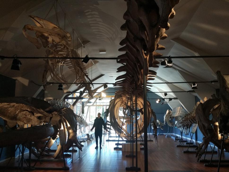 Múzeum Slottsfjellsmuseet