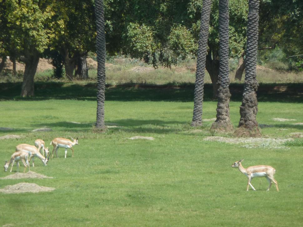 Indická antilopa nazývaná kalahara (latinsky Antilope cervicapra), antilopí háj v Sikandre
