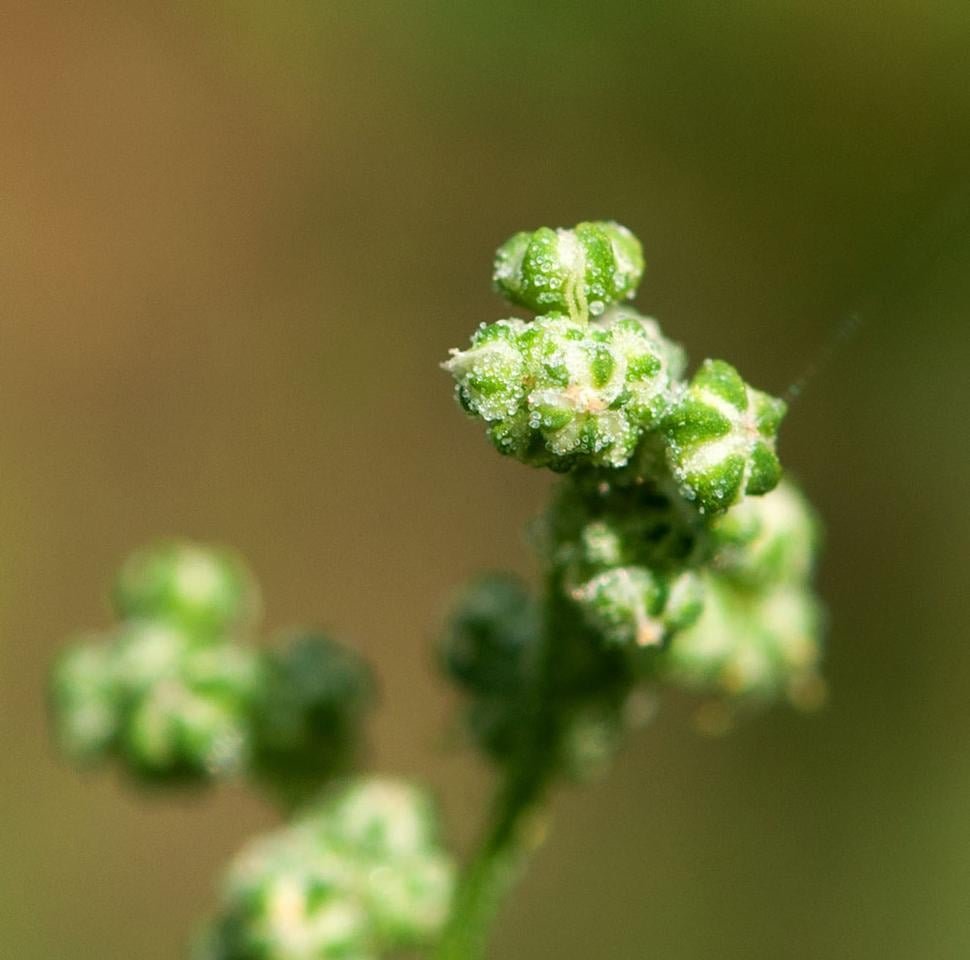 Pŕhľava dvojdomá (Urtica dioica)