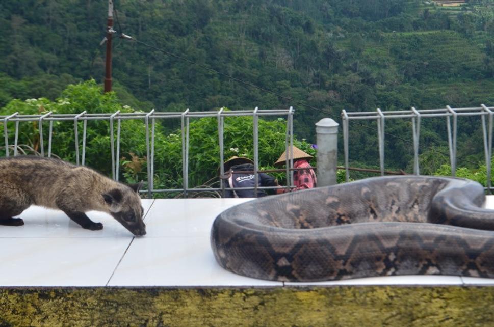 Na ceste, pri stánku s nevinným nápisom Jahody, Bali, som natrafila na podivnú zbierku zvieratiek
