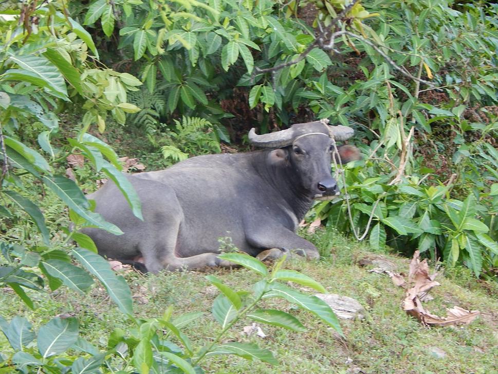 carabao