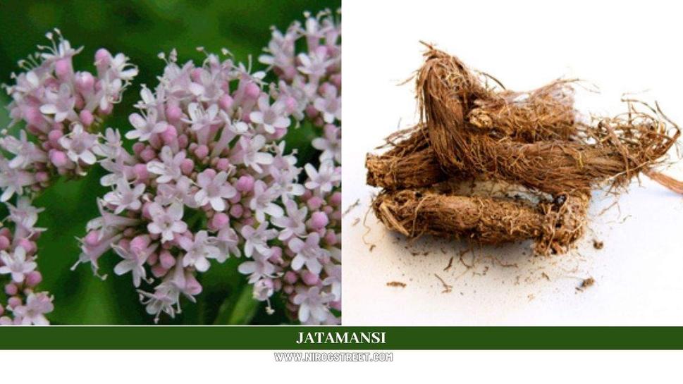 Jatamansi