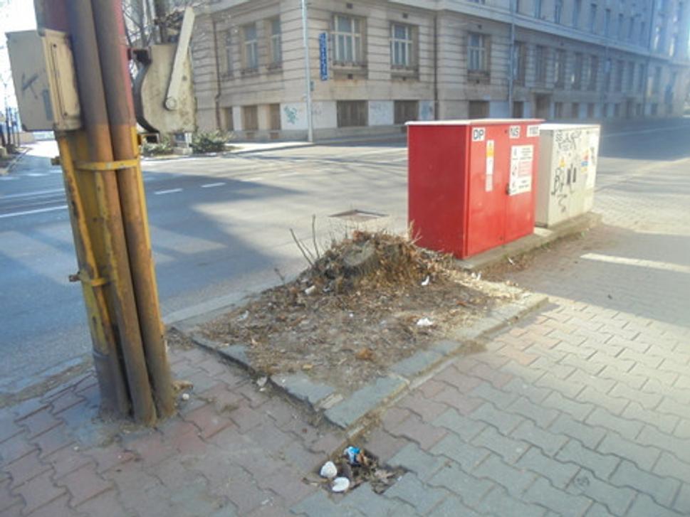 Postup bratislavskej samosprávy: strom, suchý strom... asi rok nič... vyťatý strom... nič ... nič ... nič.