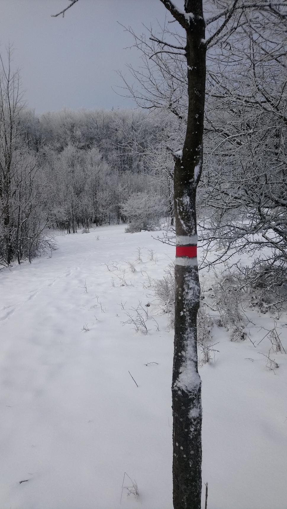 Červená