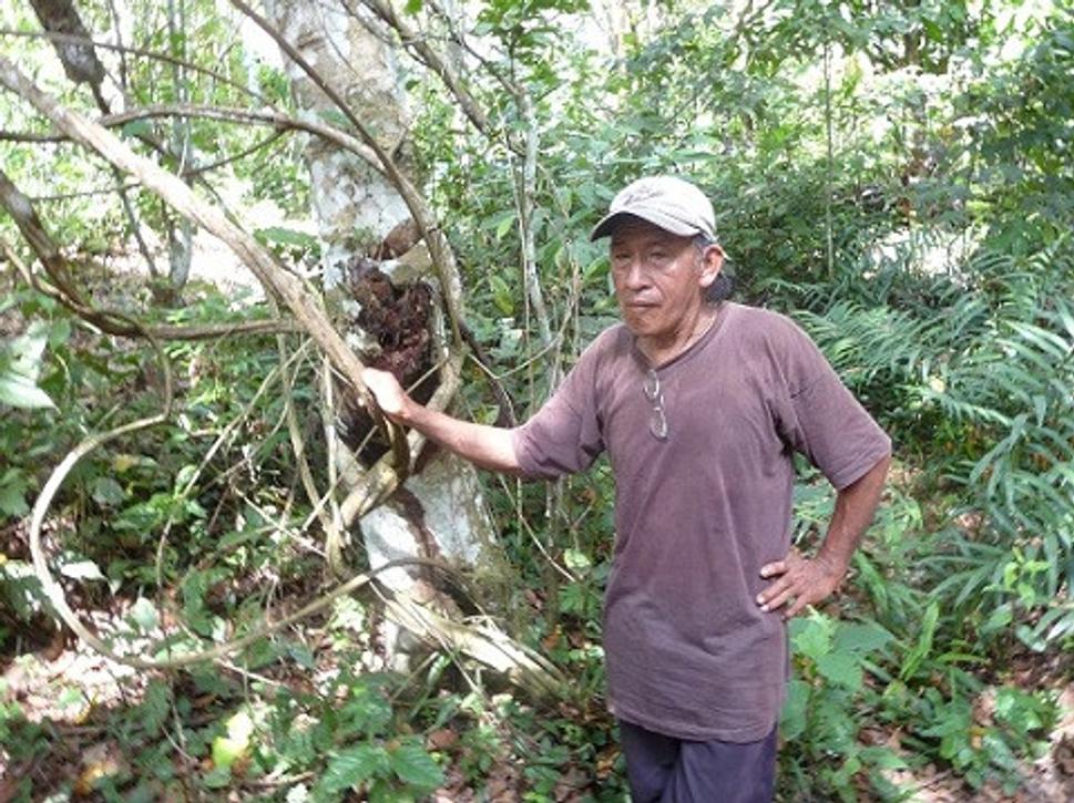 Ayahuasca