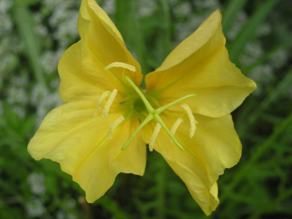 Oenothera missouriensis