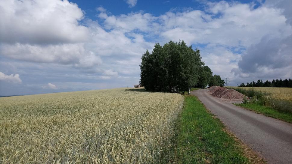 Po každej strane pole plné zrelého obilia