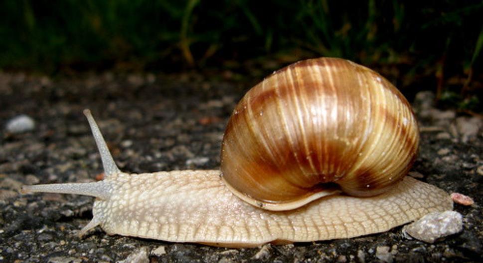 Obrázok blogu