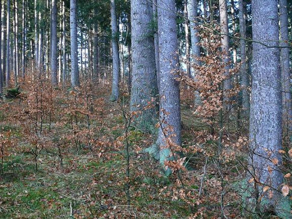 Jedliny