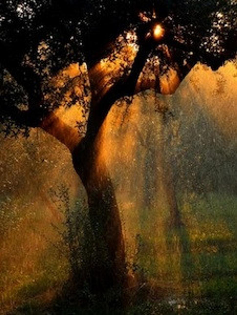 “irrigation”