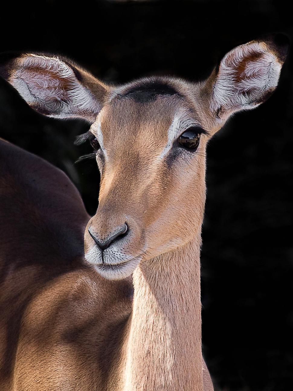 Antilopa Impala. Ideálna modelka.