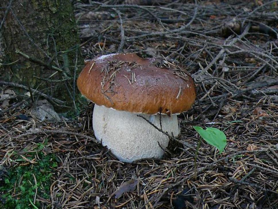 Hríb