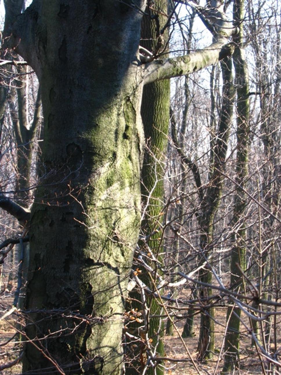 Obrázok blogu
