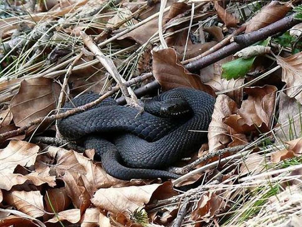 Vretenica severná