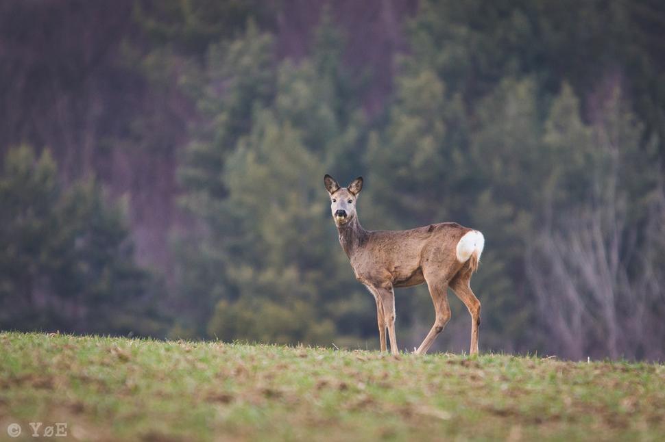 Lovím zver. Svojím fotoaparátom Canon.