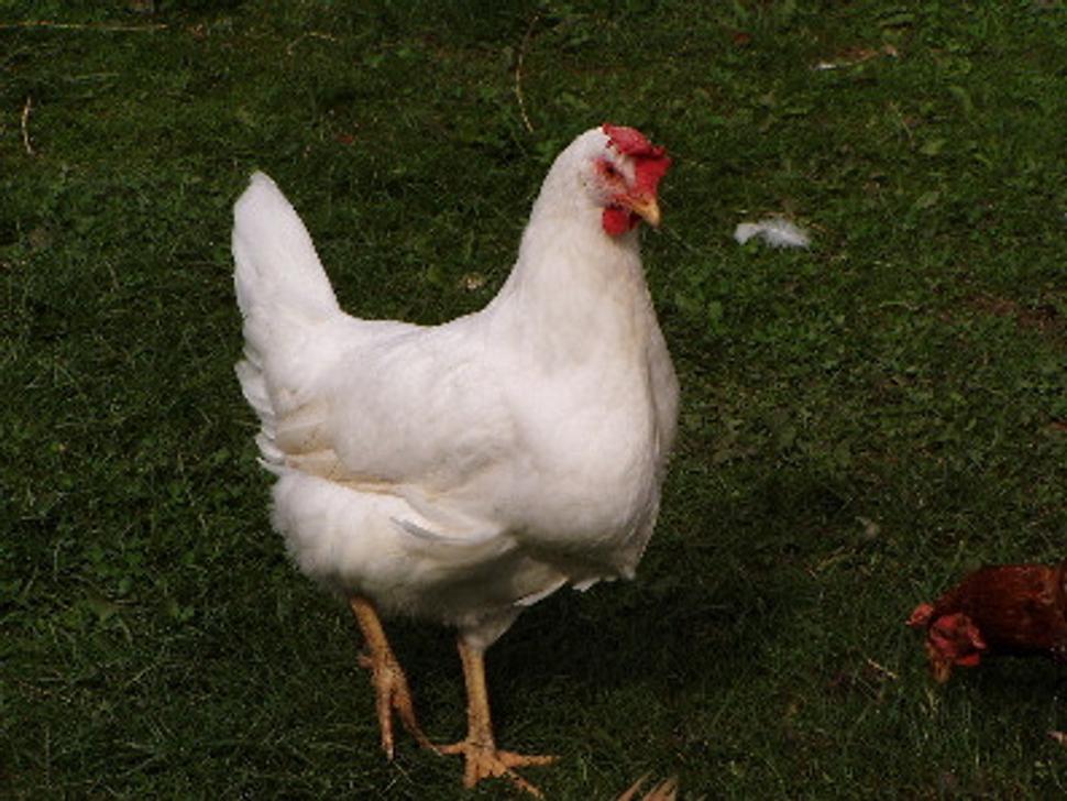 Obrázok blogu