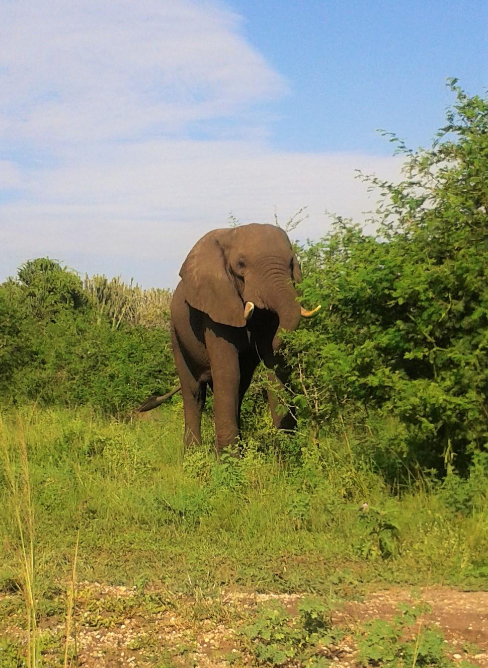 Slon africký