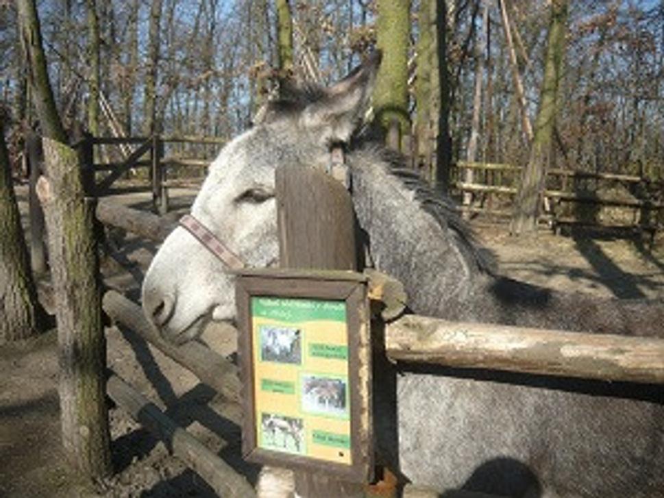 Somárik,ktorý ma skoro kusol!