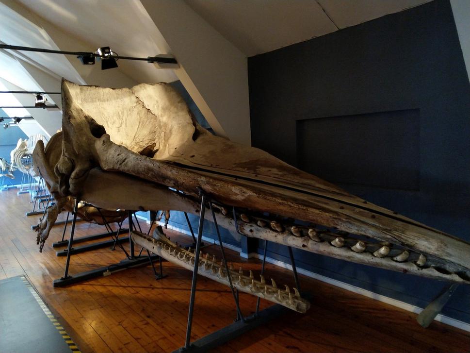 Múzeum Slottsfjellsmuseet