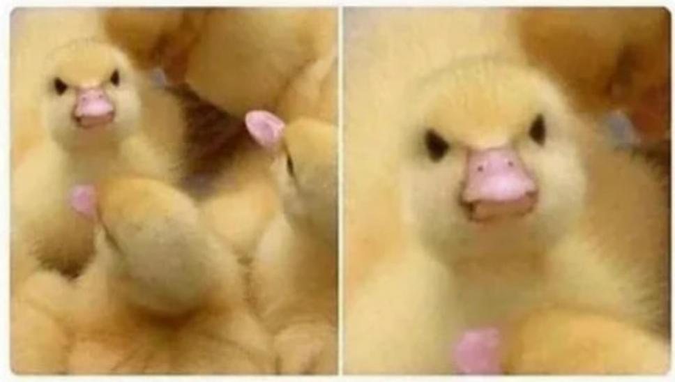duck mad