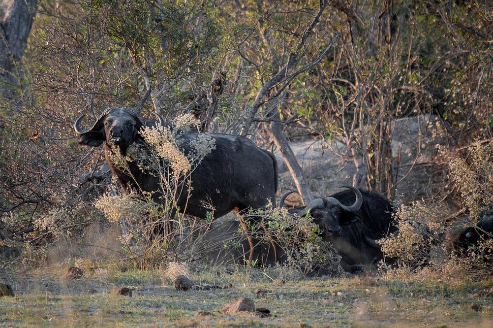 Byvol africký, zviera ktoré útočí aj bez príčiny