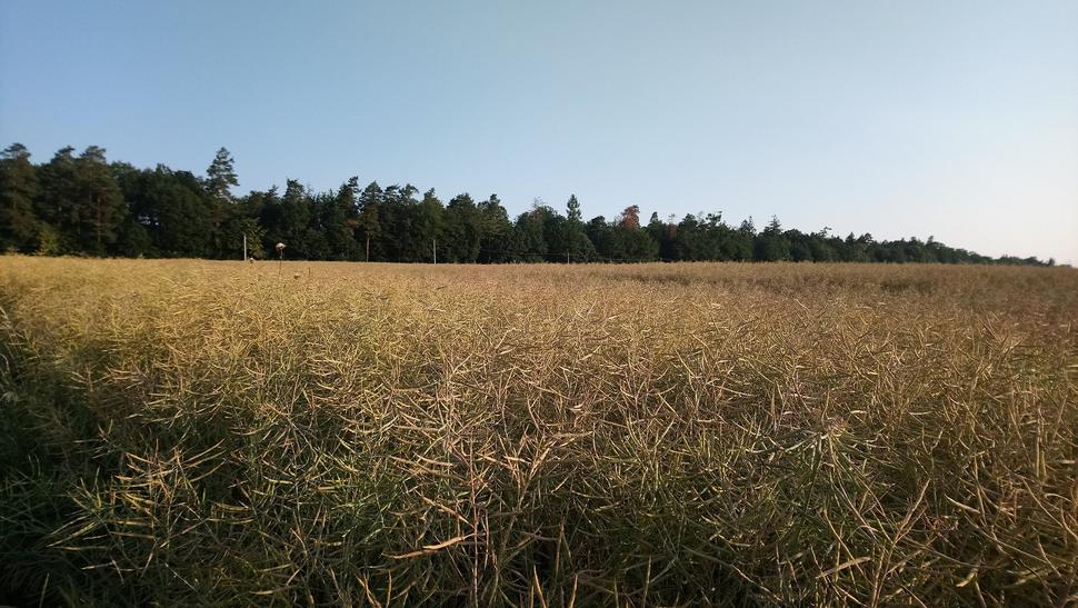 Lesík, kde som stretol chrochtáčiky