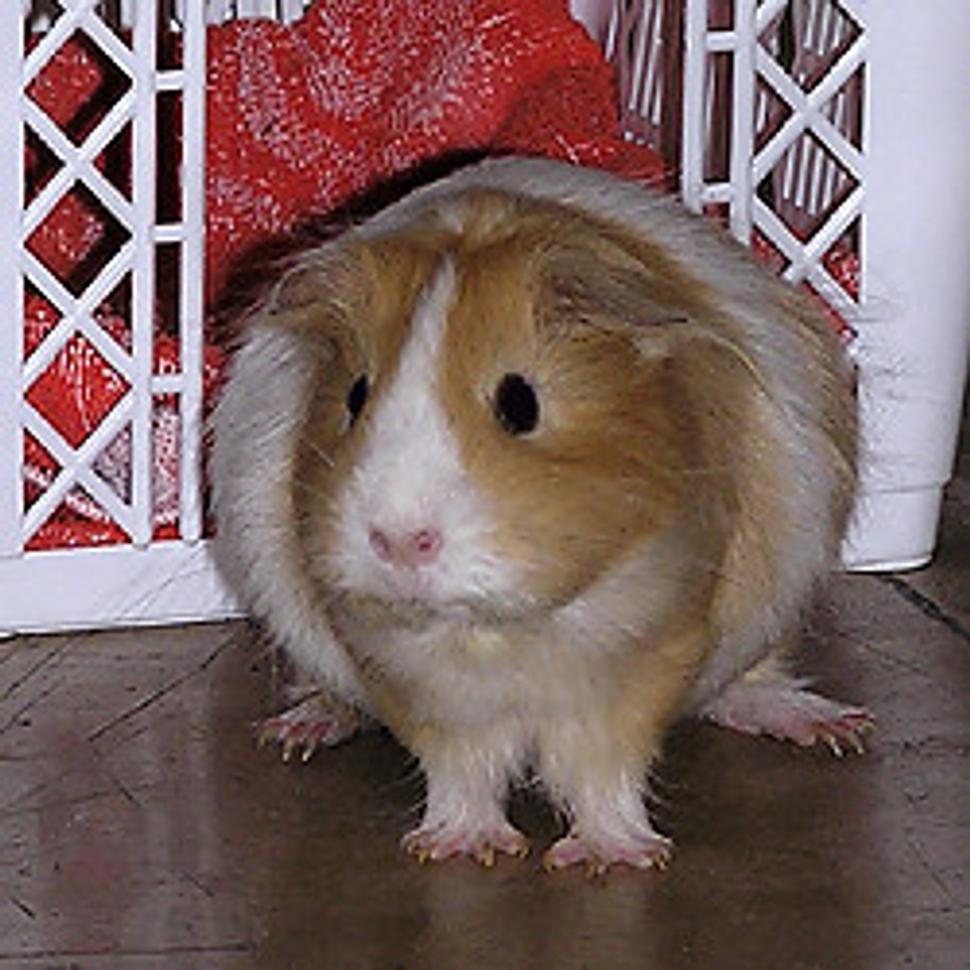 Obrázok blogu
