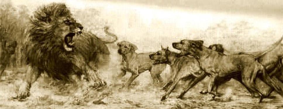 • Neznámy autor: Skupina psov (Rhodézskych ridgebackov) útočí na leva. •