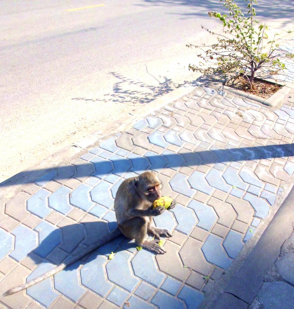 Stáli obyvatelia hory Khao Chong Krachok