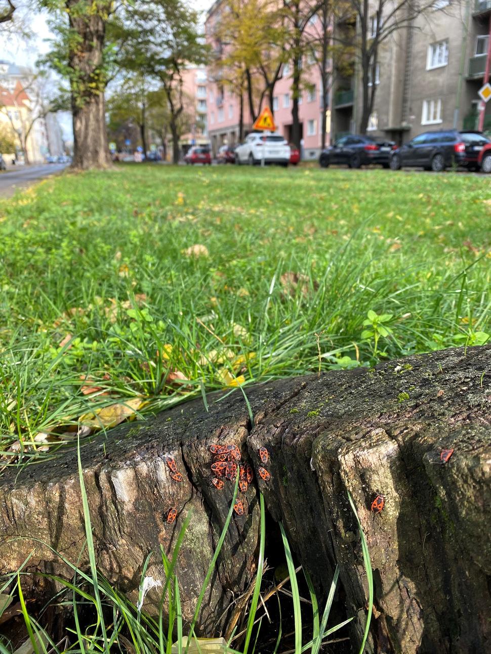 Medzičasom stredovým pásom dedikovaným pre trať premávajú električky z hmyzieho sveta