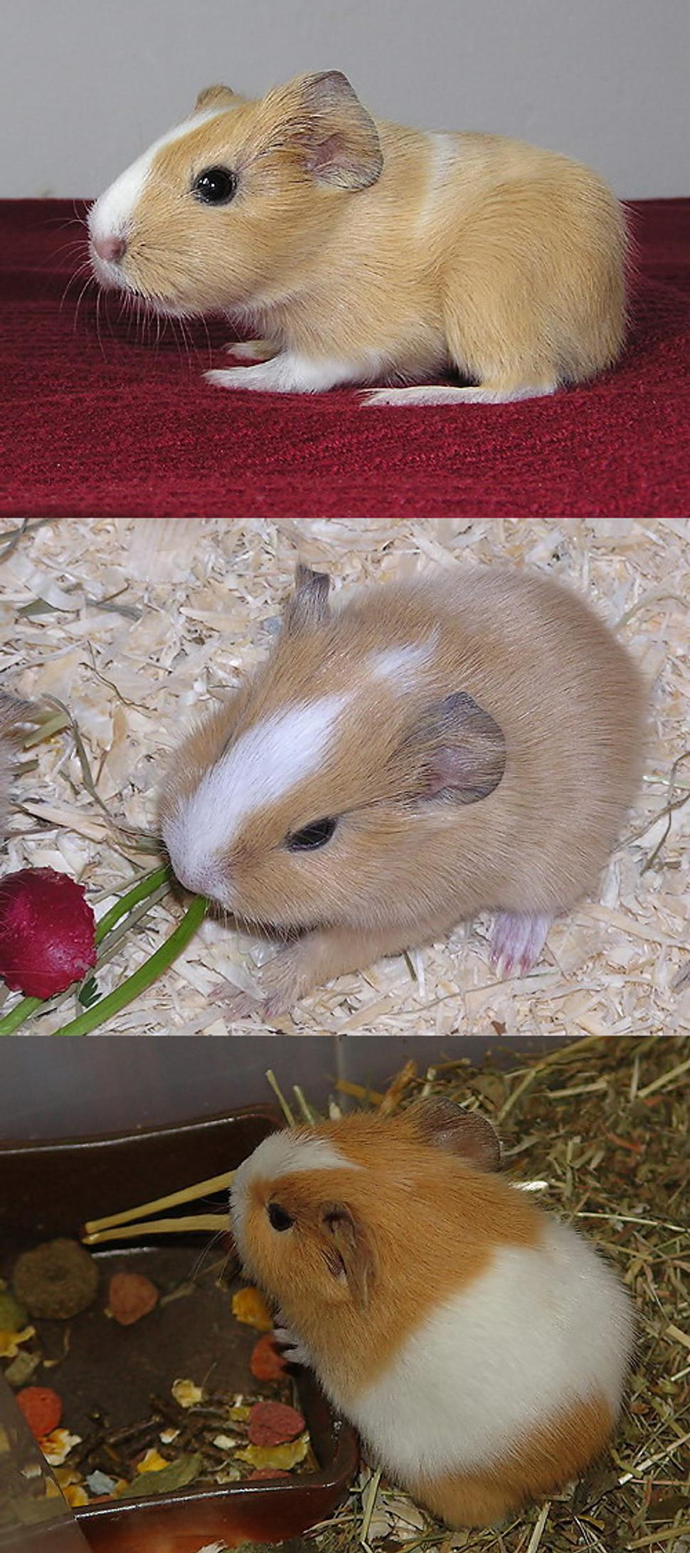 Obrázok blogu