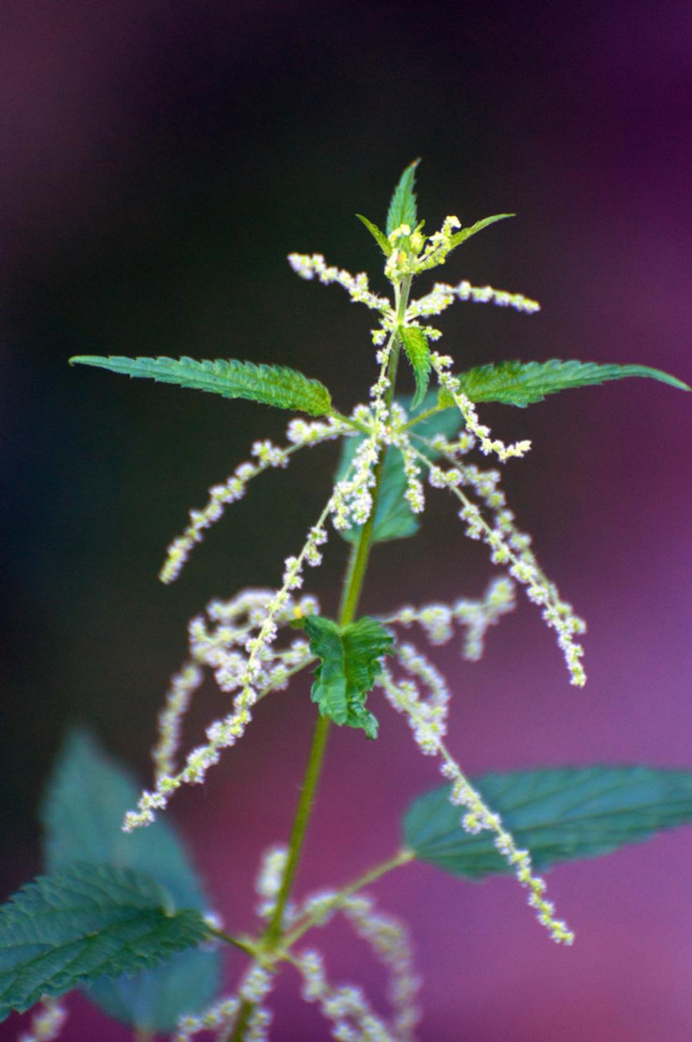 Pŕhľava dvojdomá (Urtica dioica)
