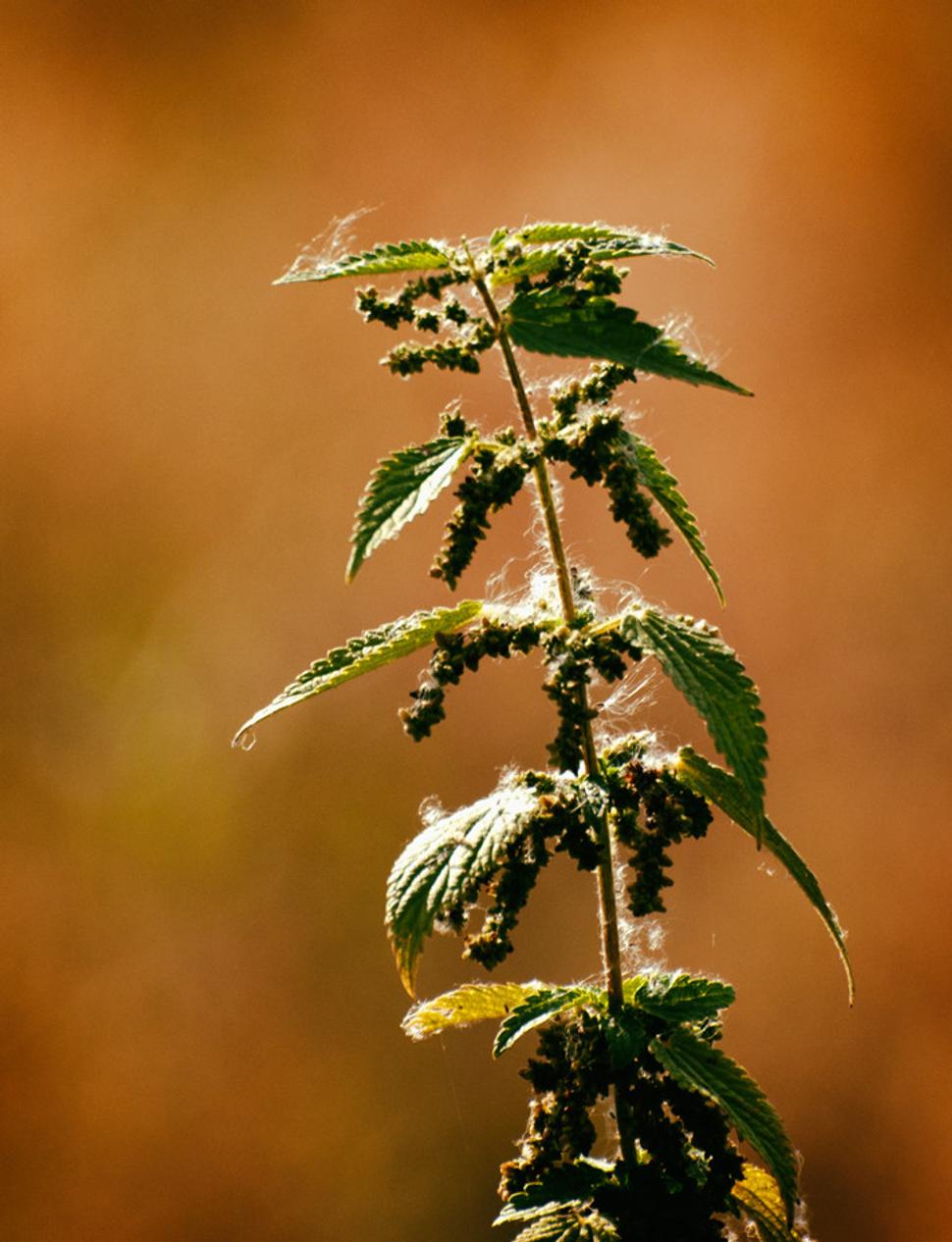 Pŕhľava dvojdomá (Urtica dioica)